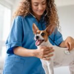 Silent Symptoms: Subtle Health Red Flags You Should Never Ignore in Dogs Vet checking dog's health in clinic