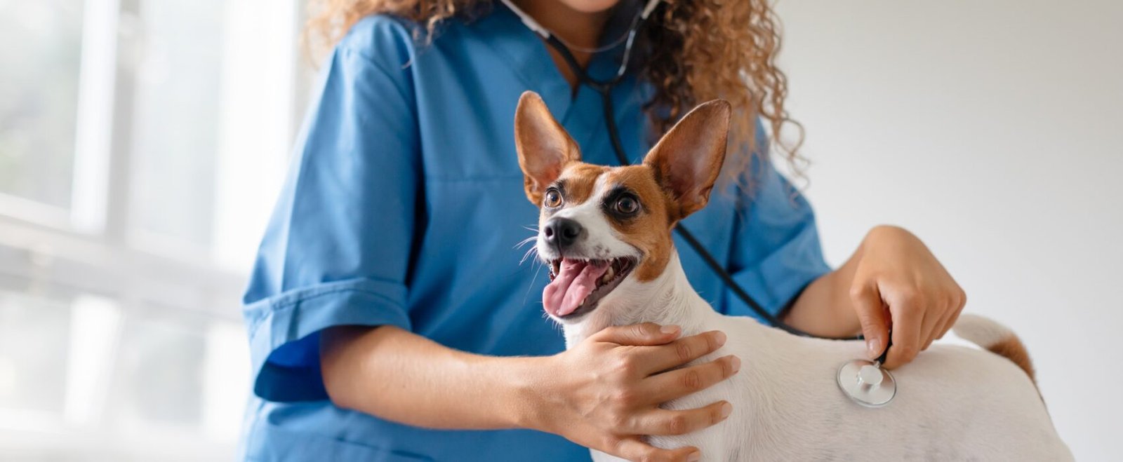 Vet checking dog's health in clinic