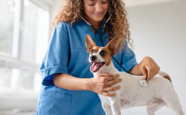 Vet checking dog's health in clinic