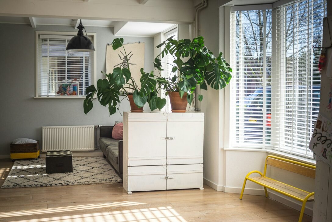 green plant on white wooden cabinet