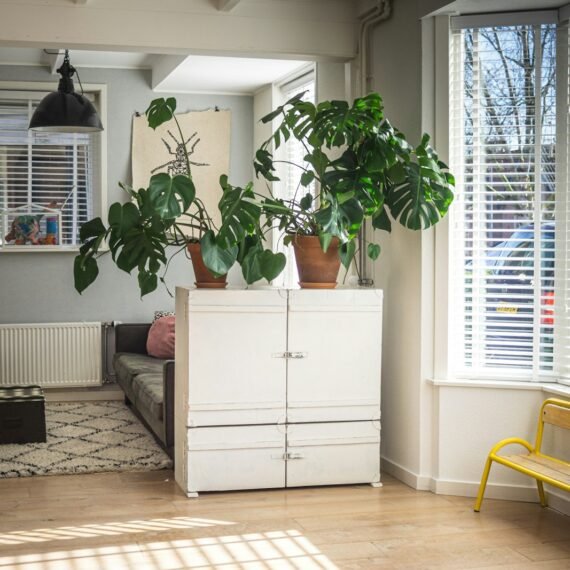 green plant on white wooden cabinet